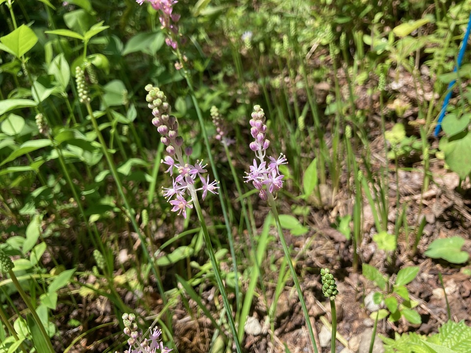 ツルボの花の写真