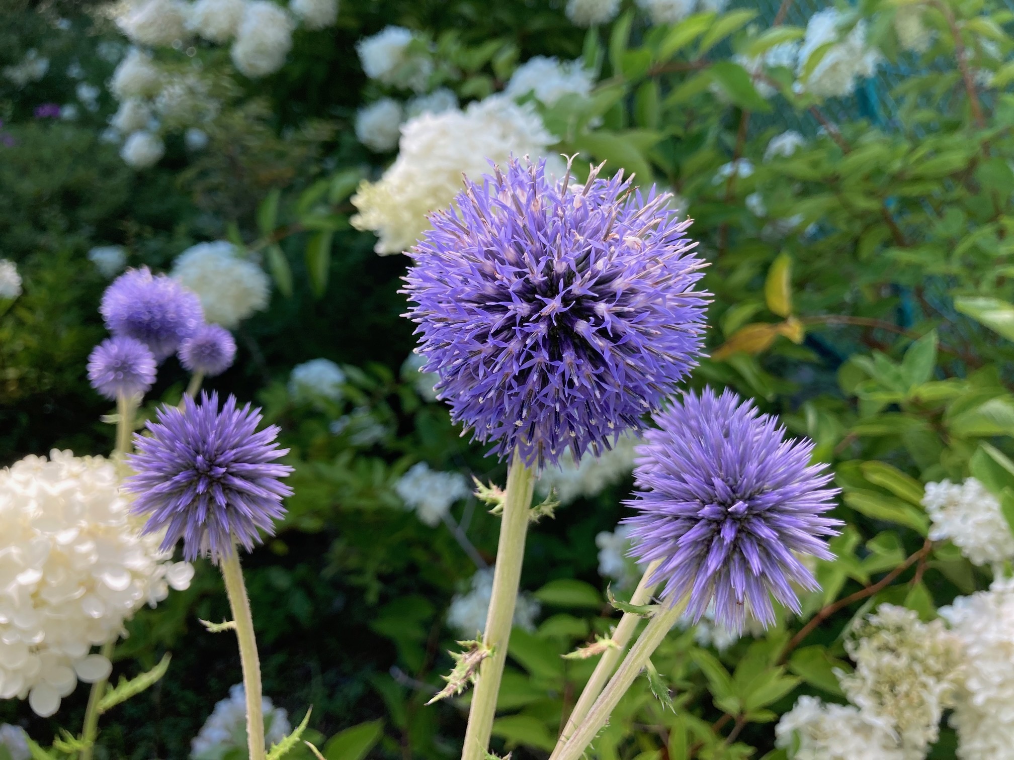 ヒゴタイの花の写真