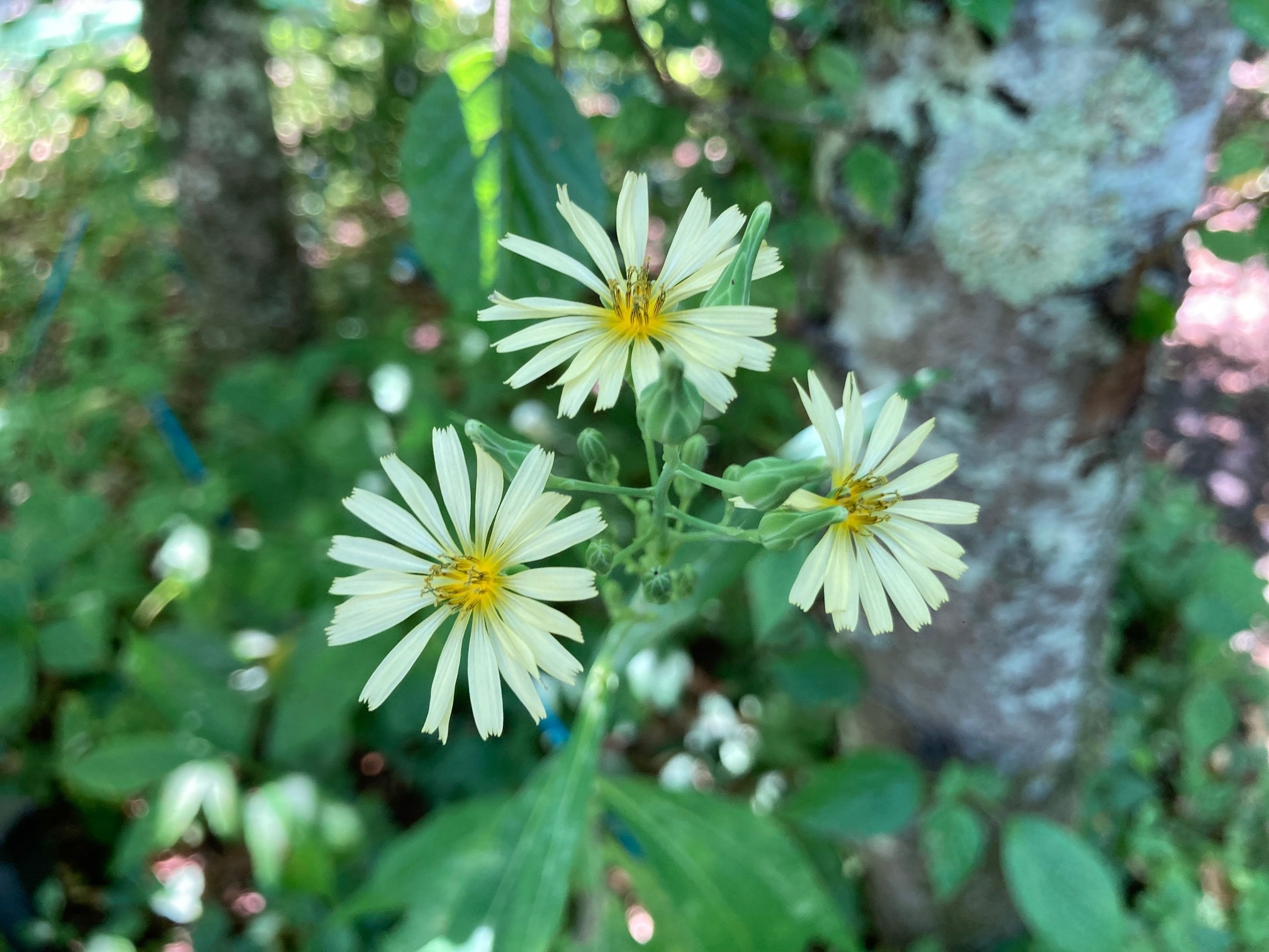 アキノノゲシの花の写真