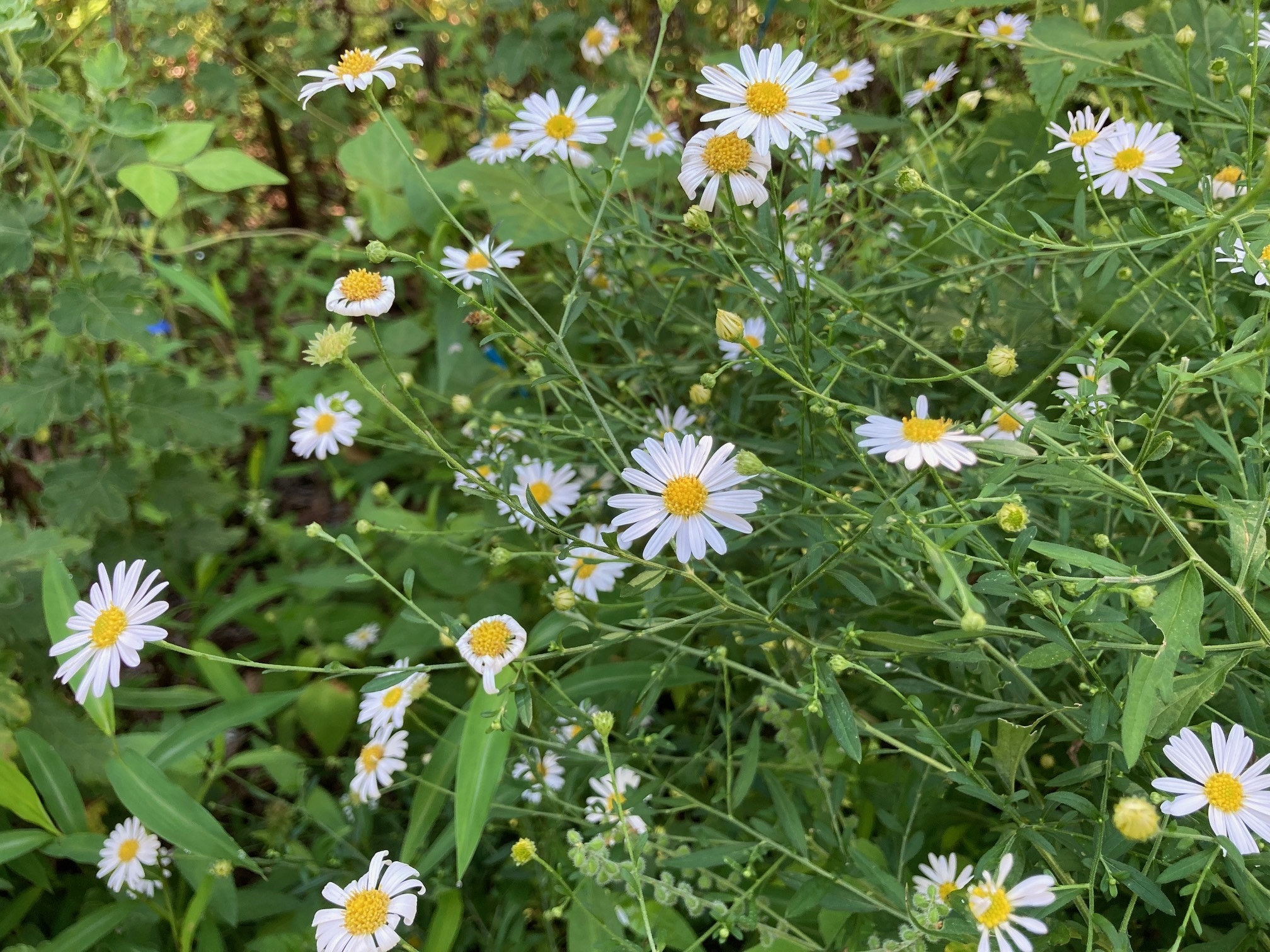 ユウガギクの花の写真