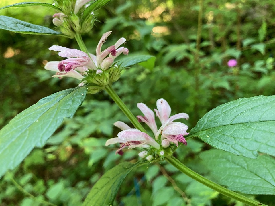 キセワタの花の写真