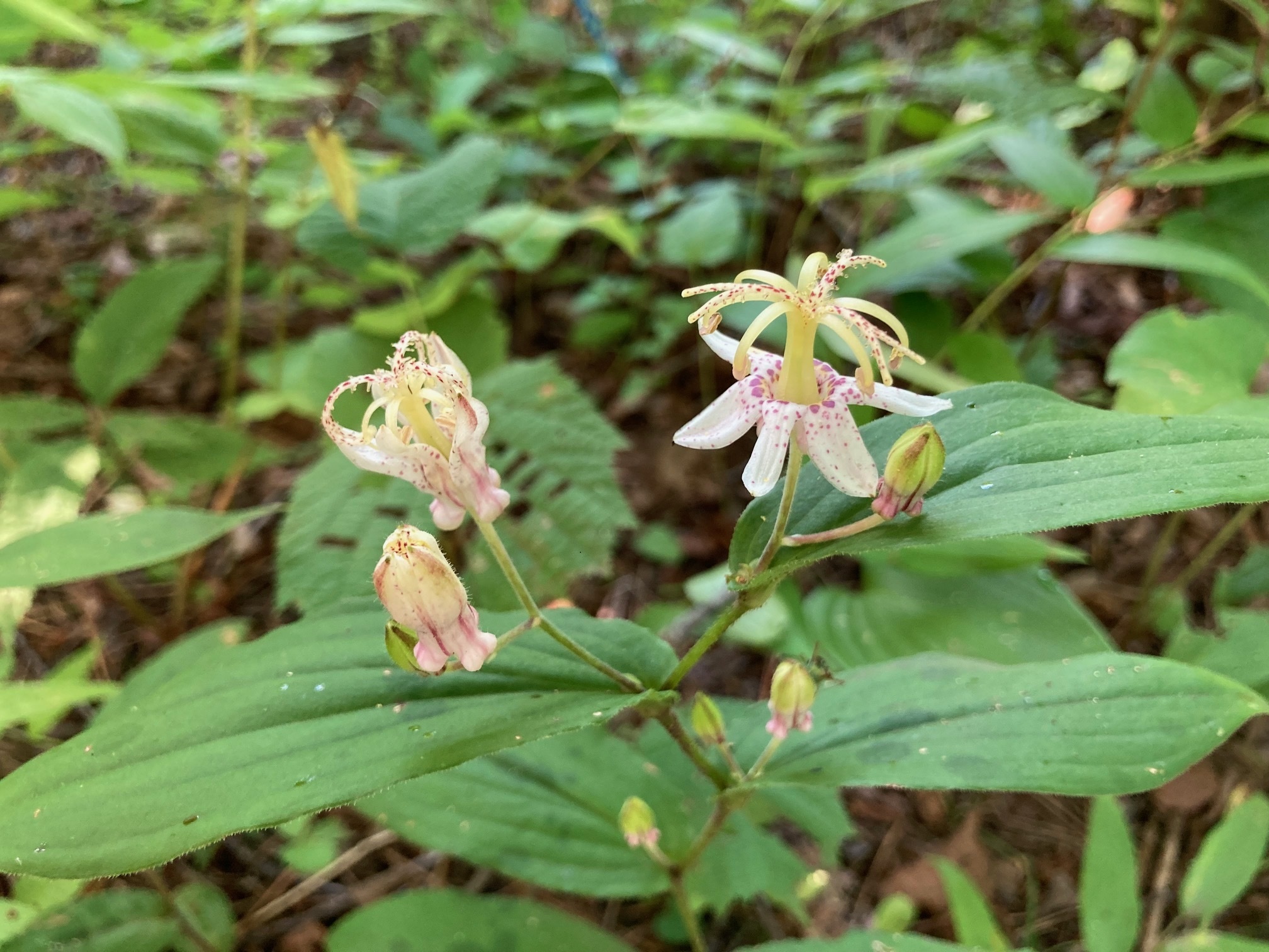 ヤマジノホトトギスの花の写真