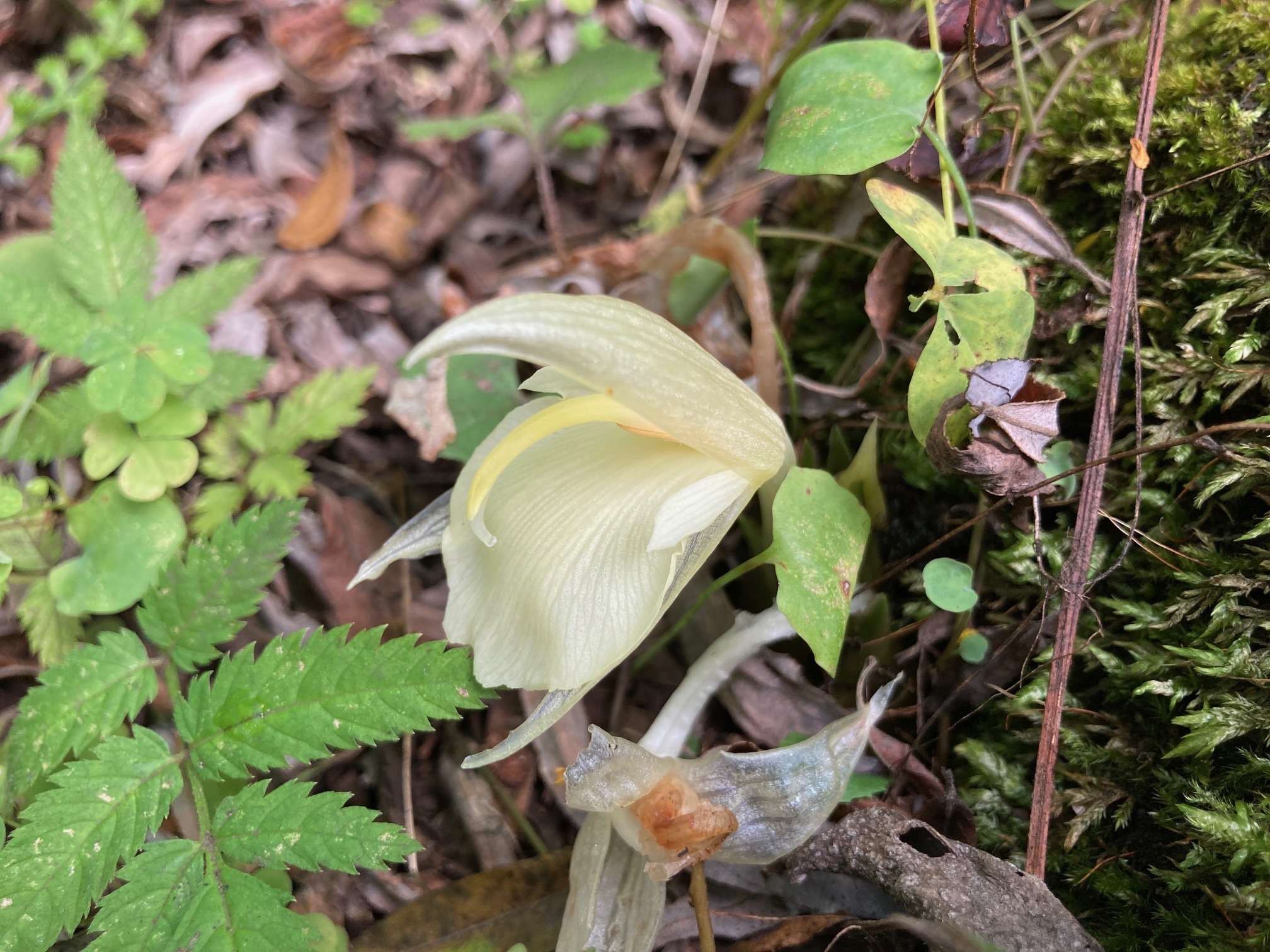 ミョウガの花の写真