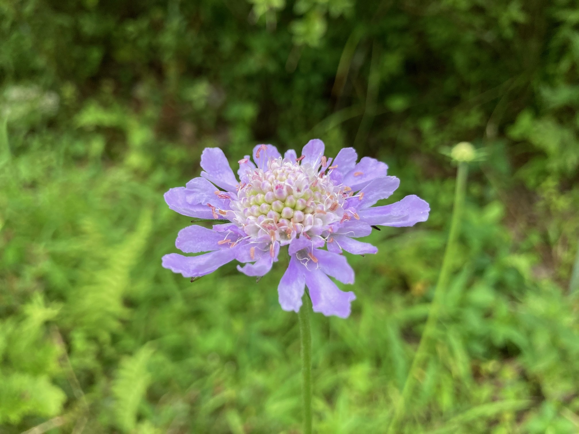 マツムシソウの花の写真