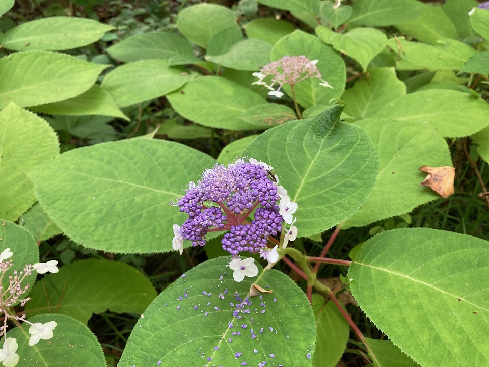 タマアジサイの花の写真