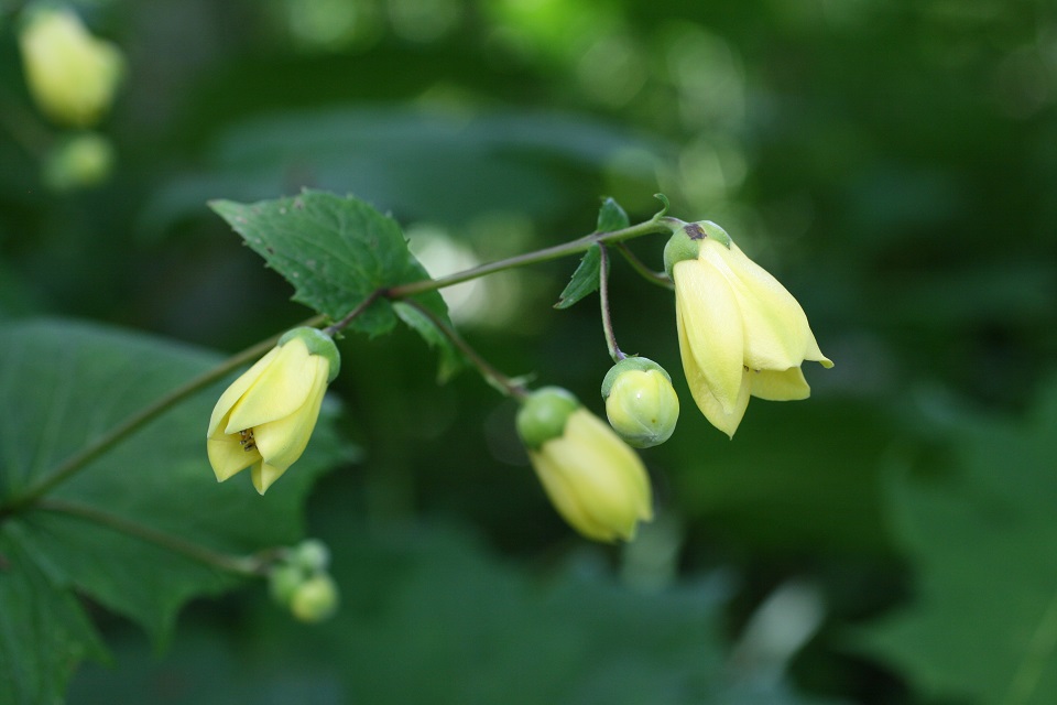 キレンゲショウマの花の写真