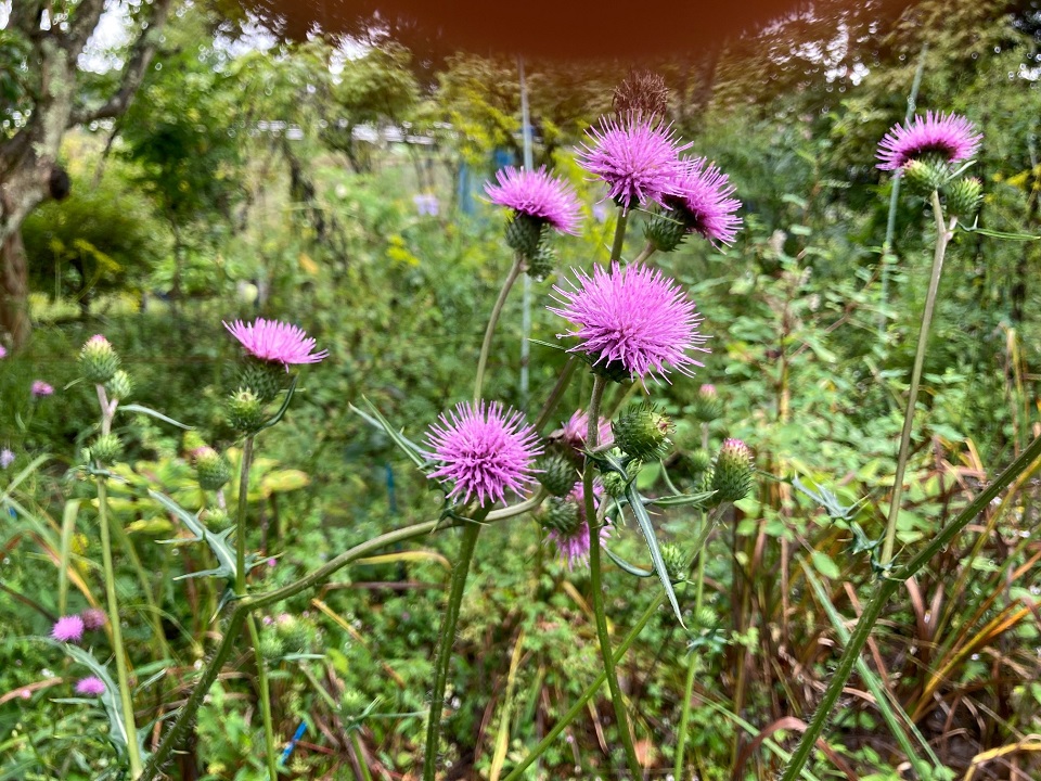 ノハラアザミの花の写真