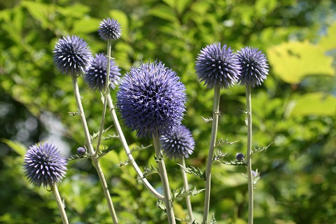 ヒゴタイの花の写真