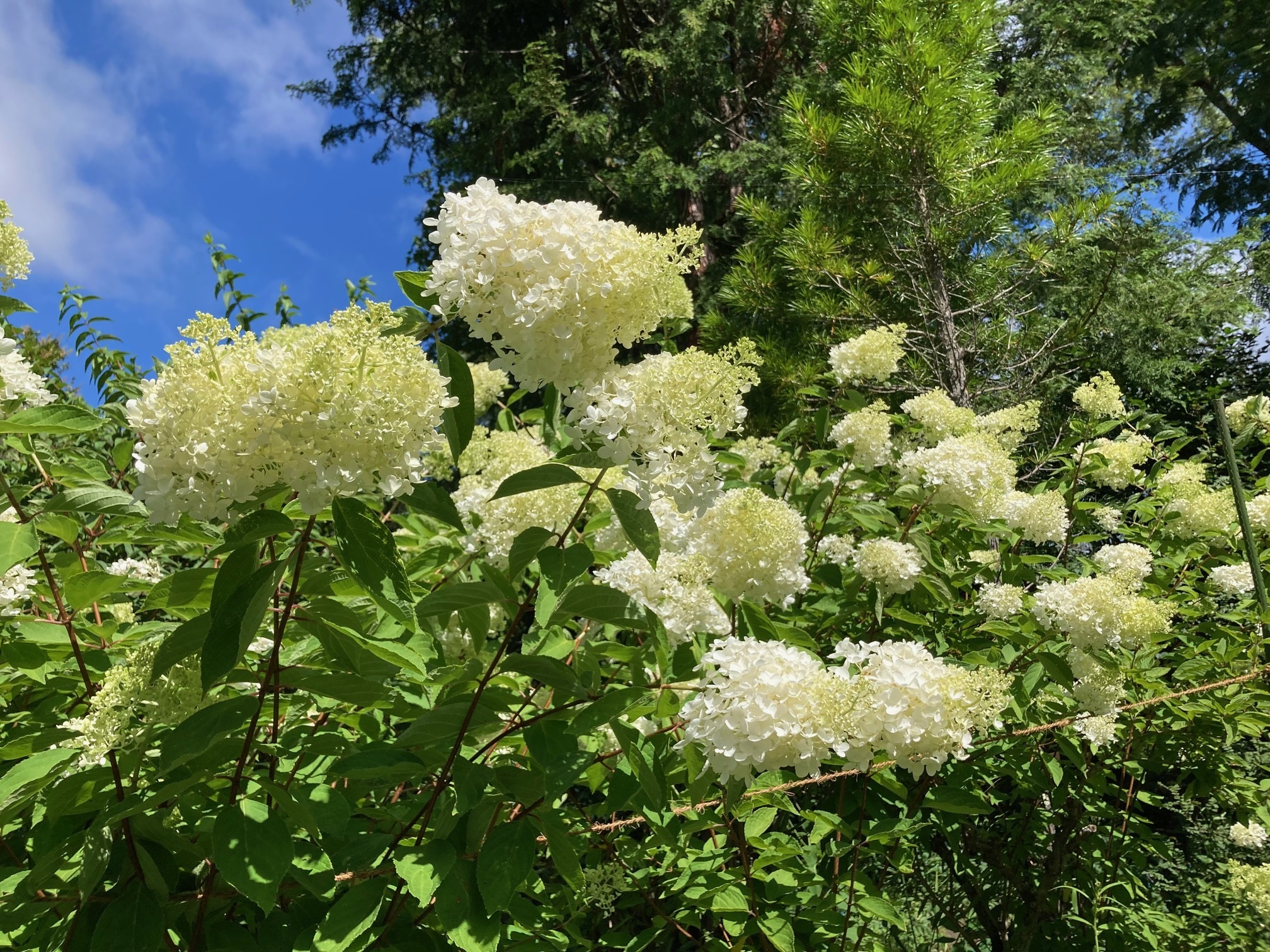 ミナヅキの花の写真