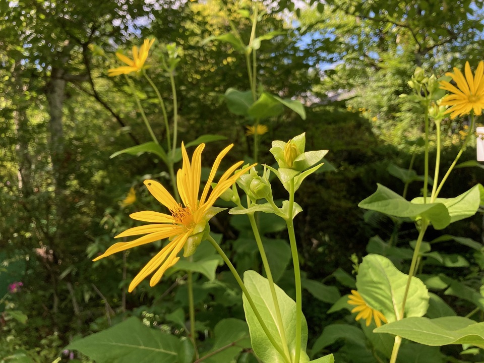 シカクヒマワリの花の写真