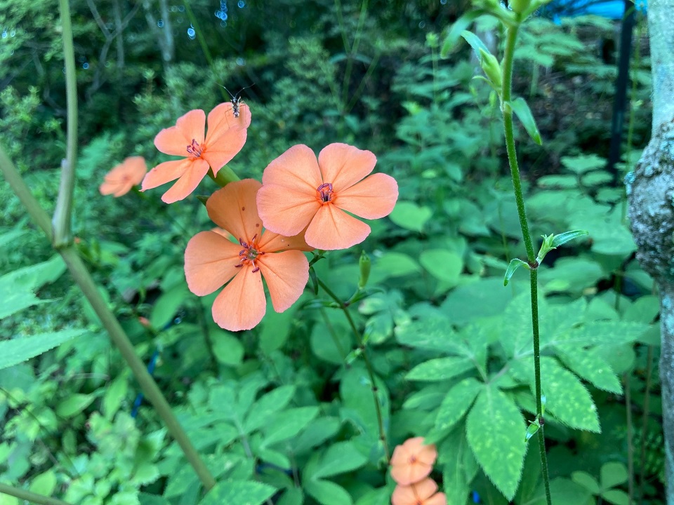 フシグロセンノウの花の写真