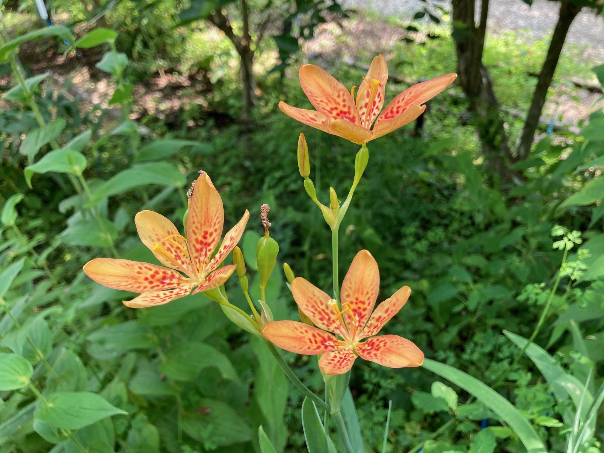 ヒオウギの花の写真