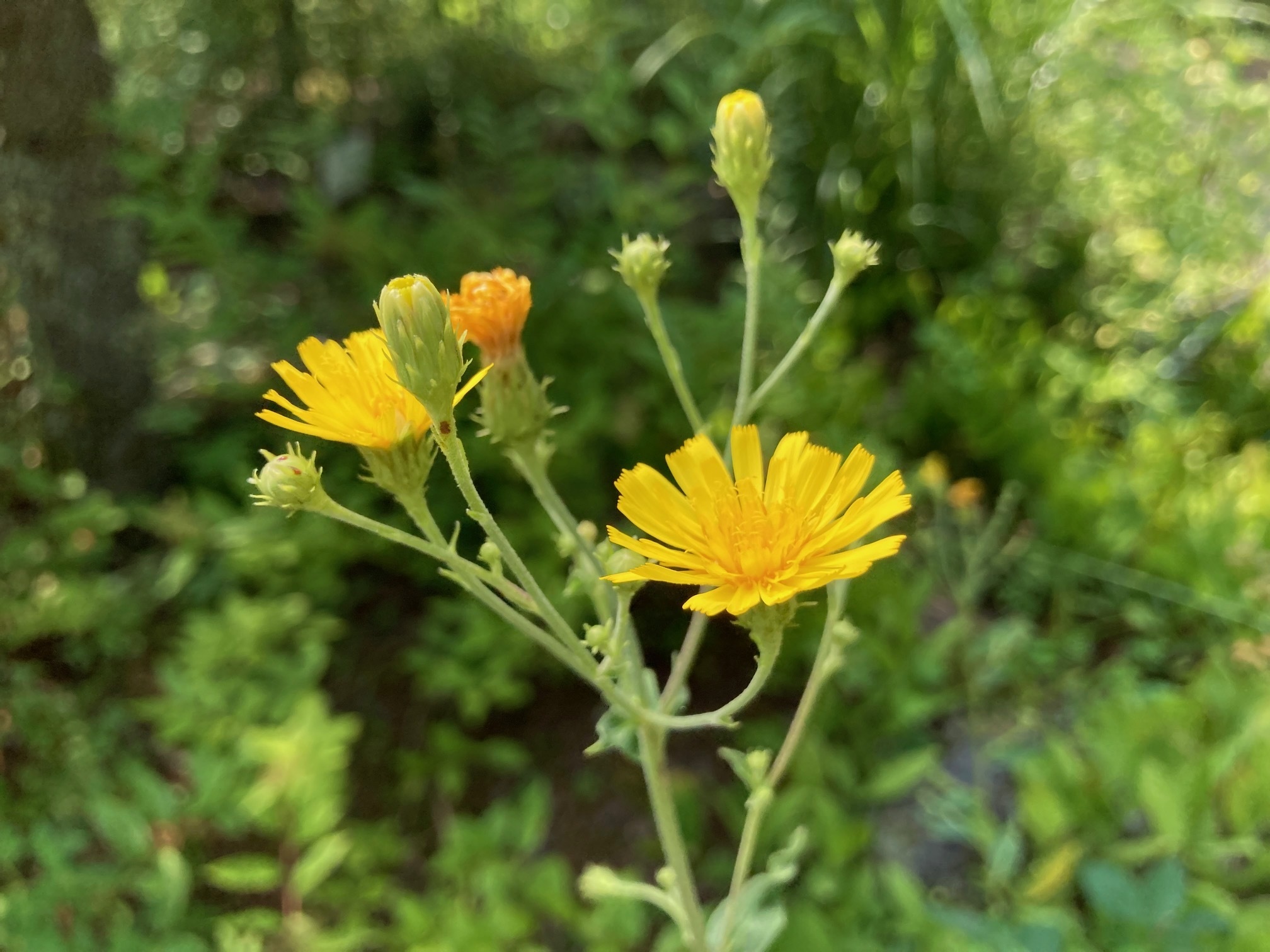 ヤナギタンポポの花の写真