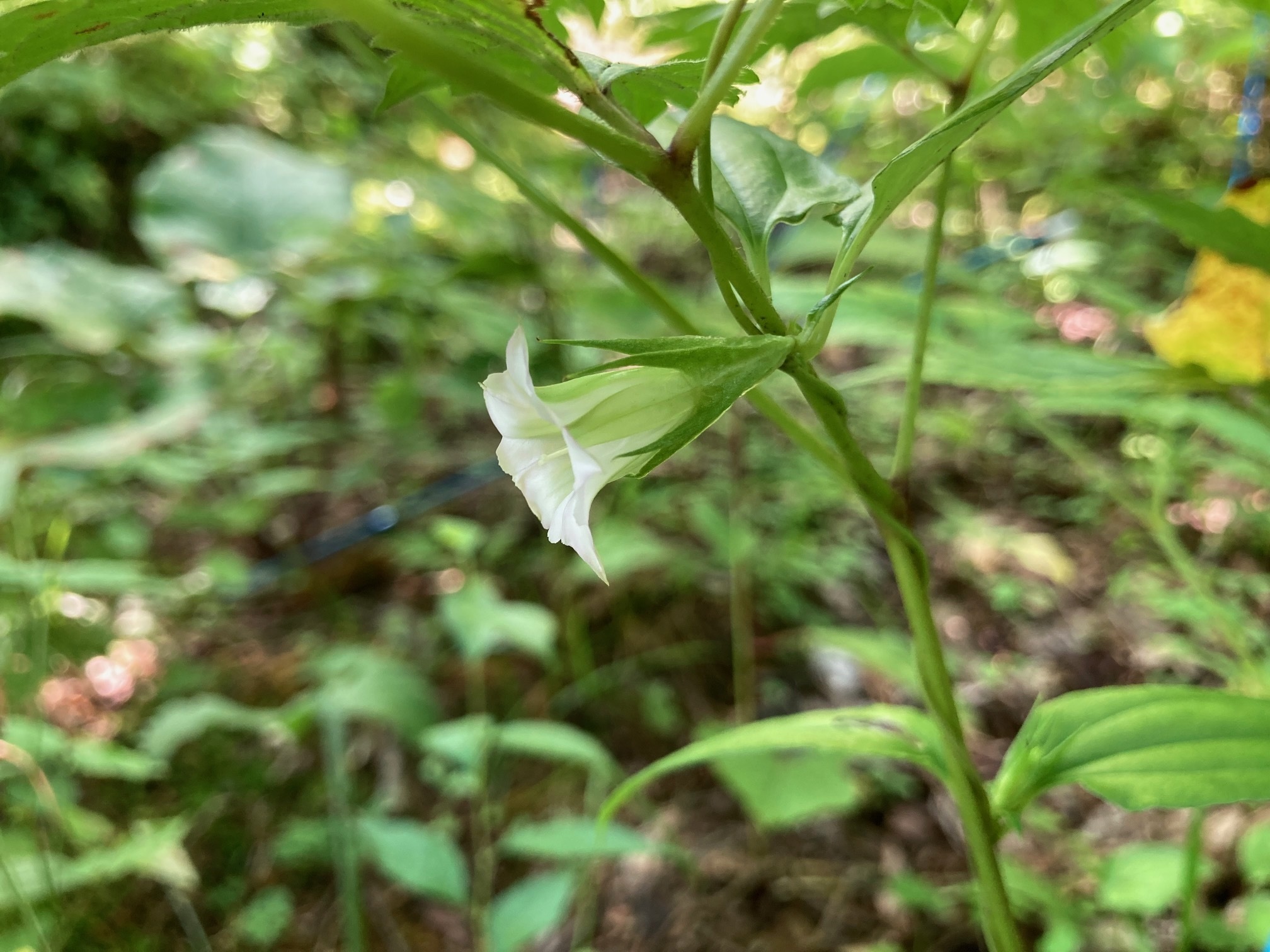 ツルリンドウの花の写真