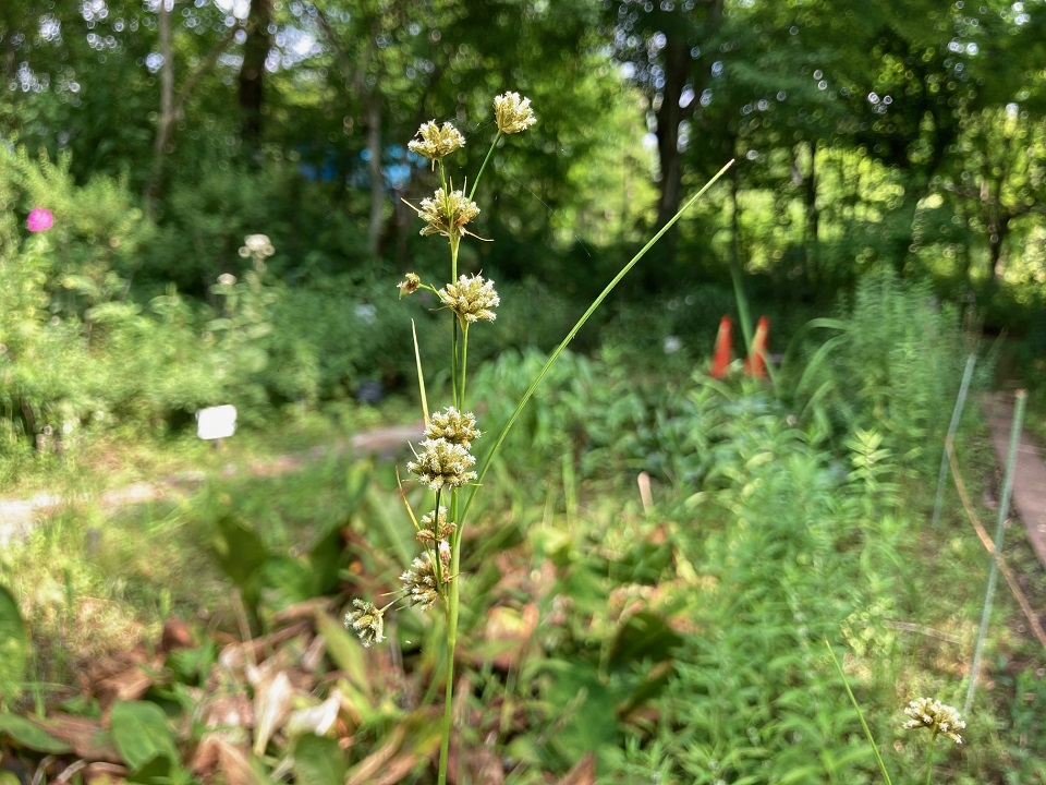ヒメマツカサススキの花の写真