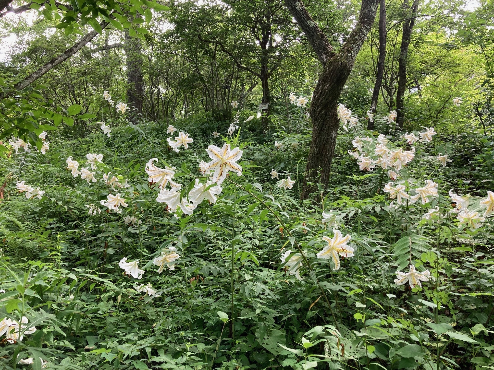 ヤマユリの花が群生している写真