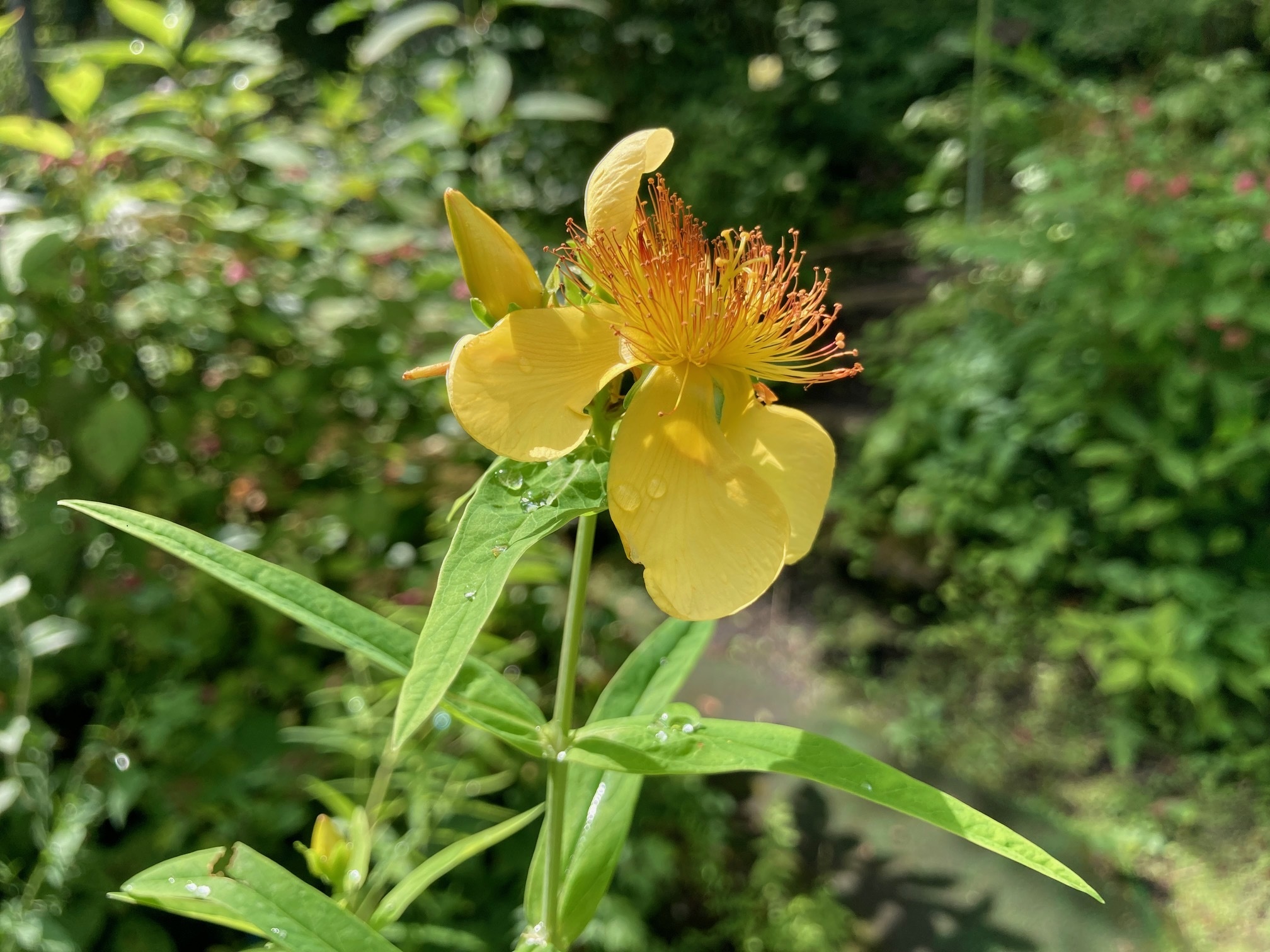 トモエソウの花の写真