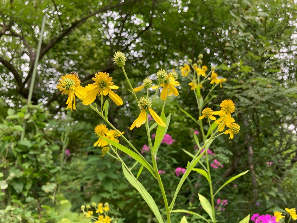 ハチミツソウの花の写真