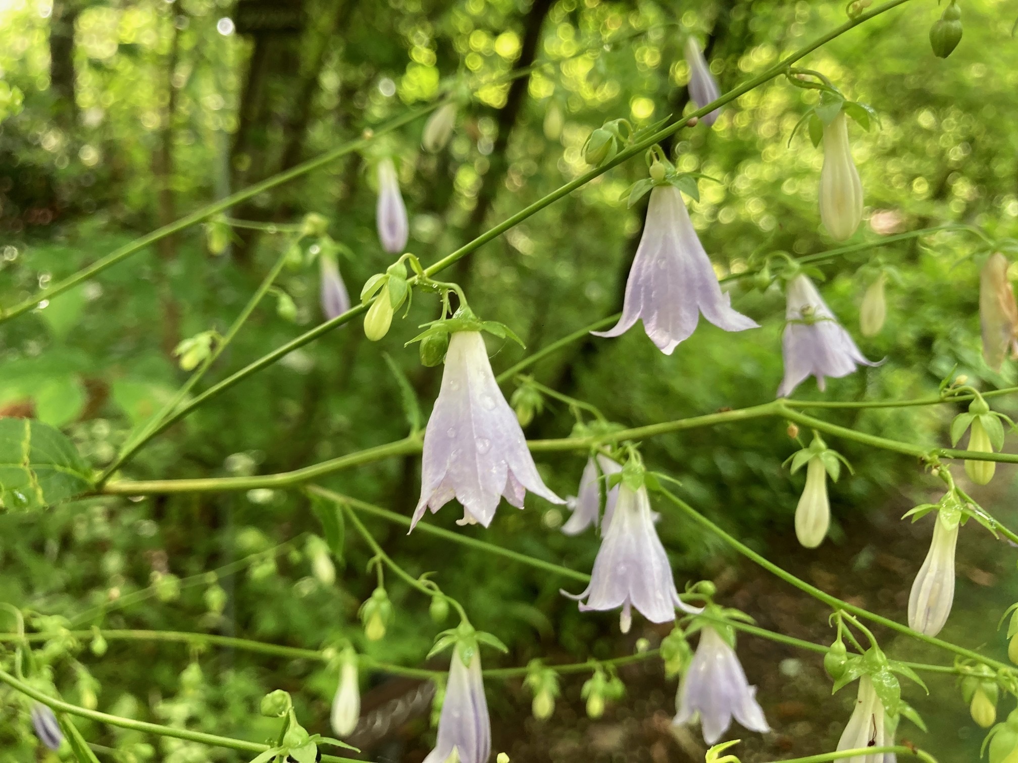 ソバナの花の写真