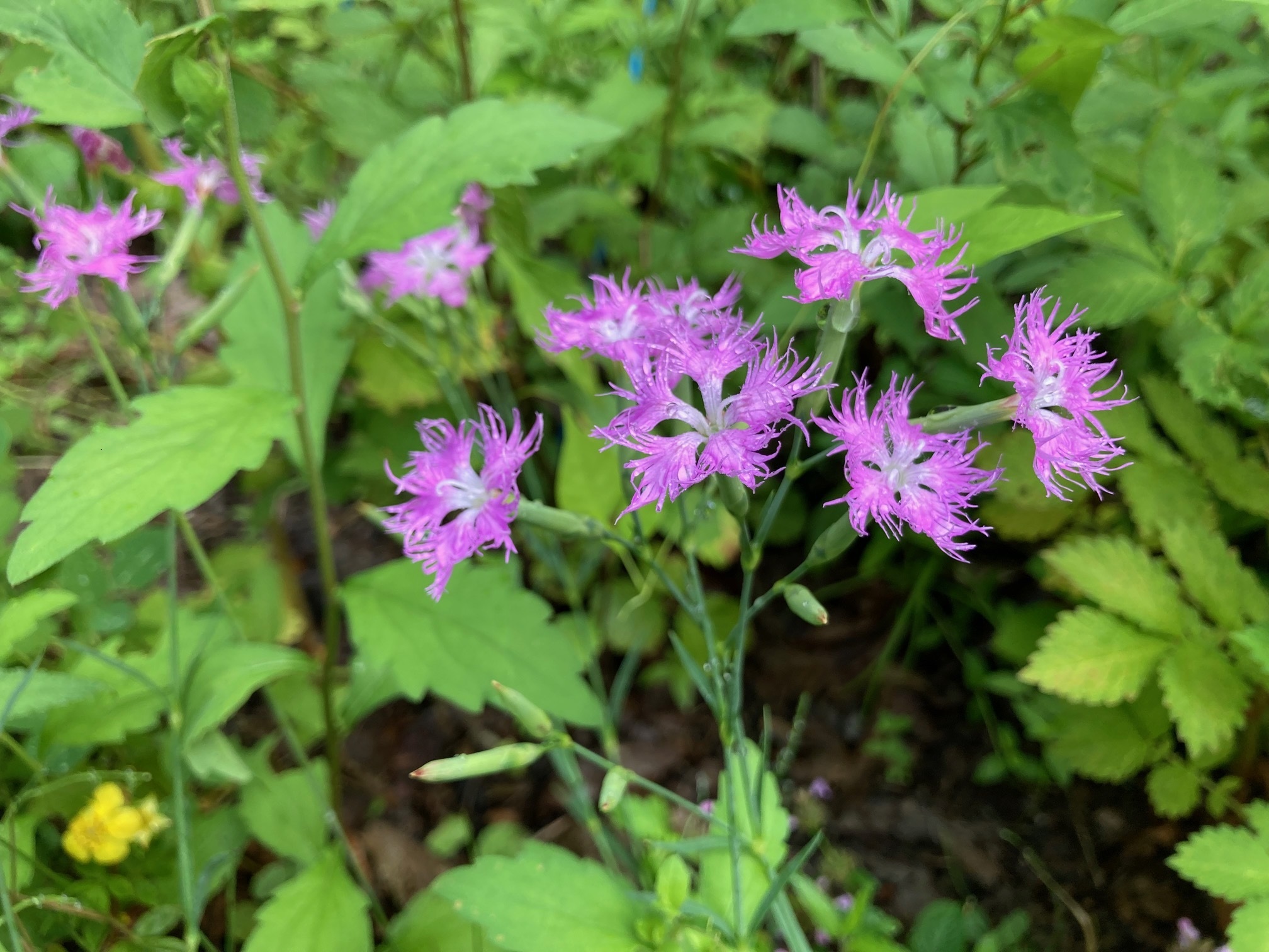 エゾカワラナデシコの花の写真