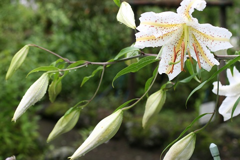 ヤマユリの花の写真