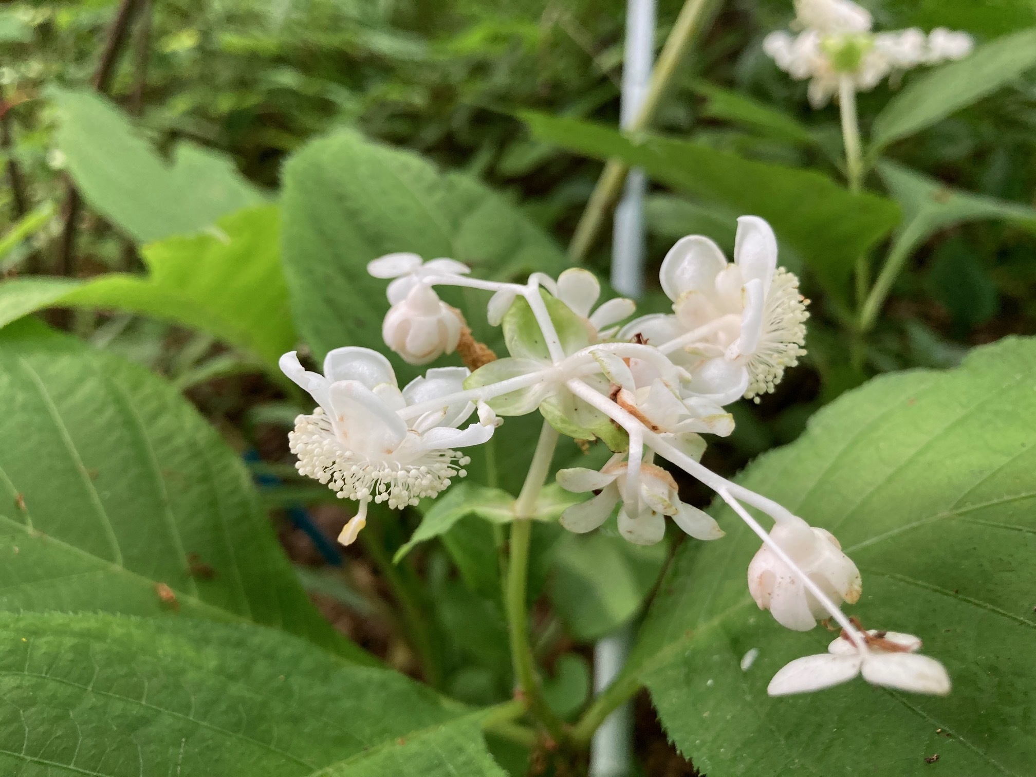 ギンバイソウの花の写真