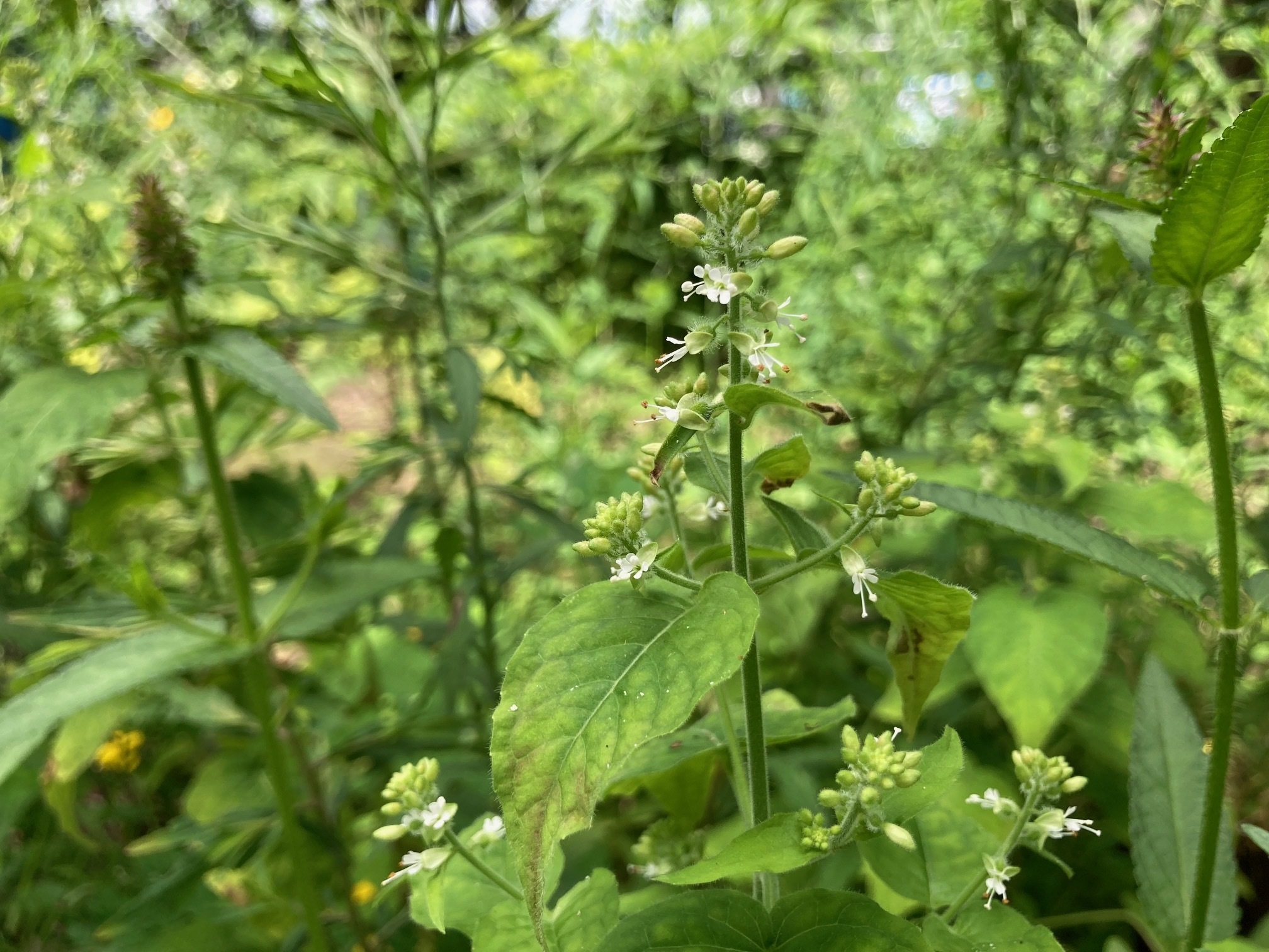 ウシタキソウの花の写真