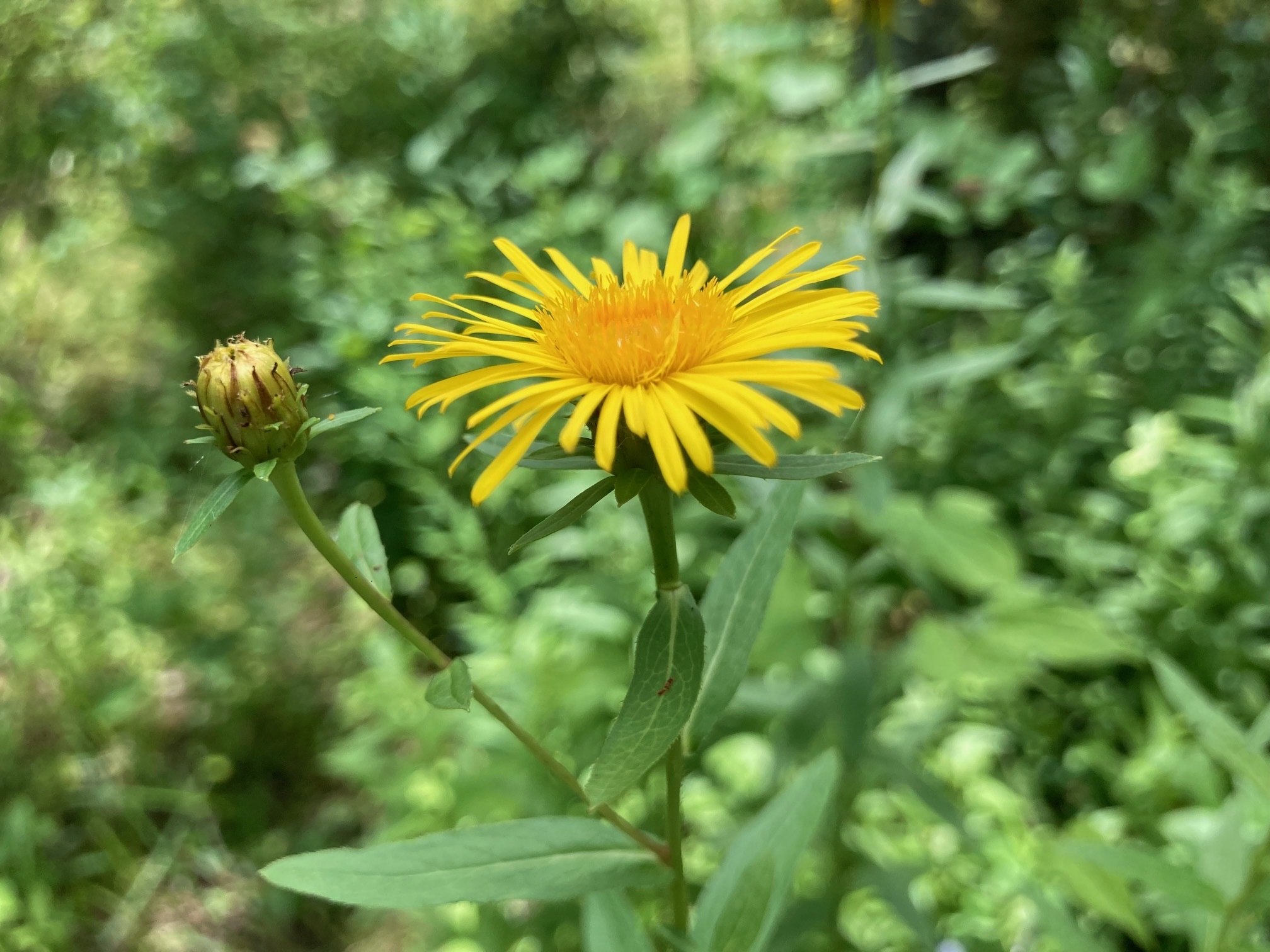 カセンソウの花の写真