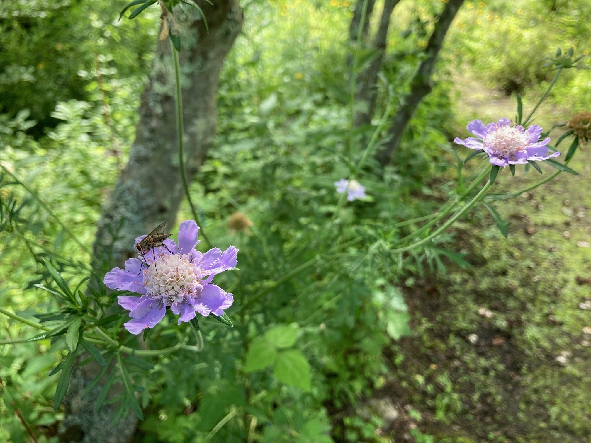 マツムシソウの花の写真