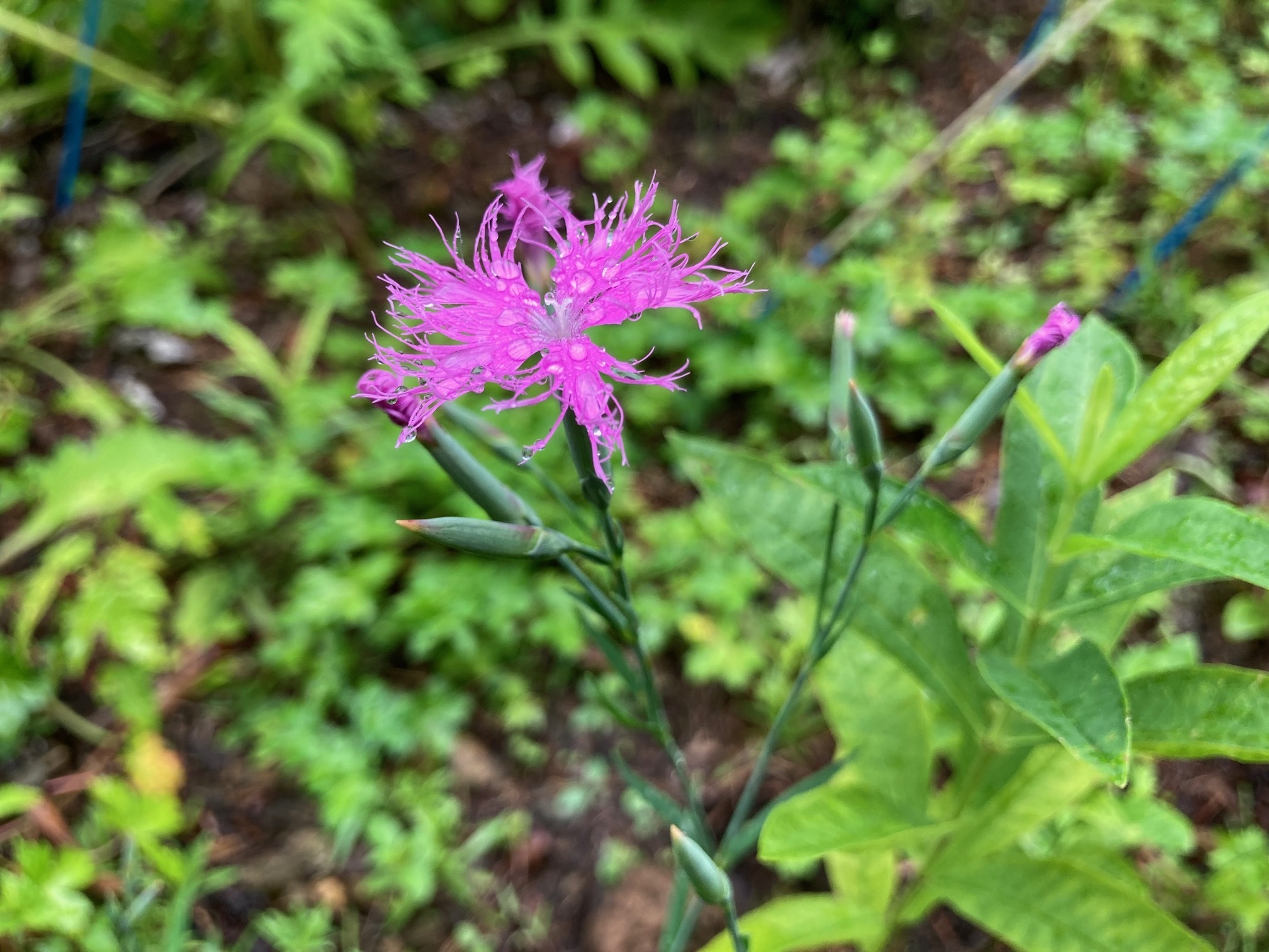 エゾカワラナデシコの花の写真