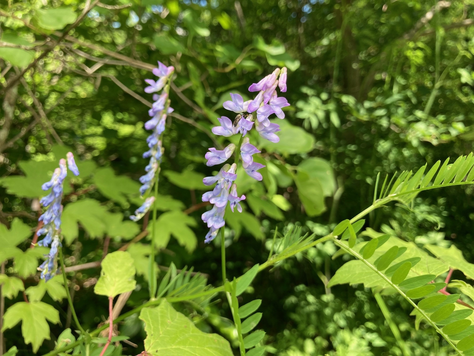 クサフジの花の写真