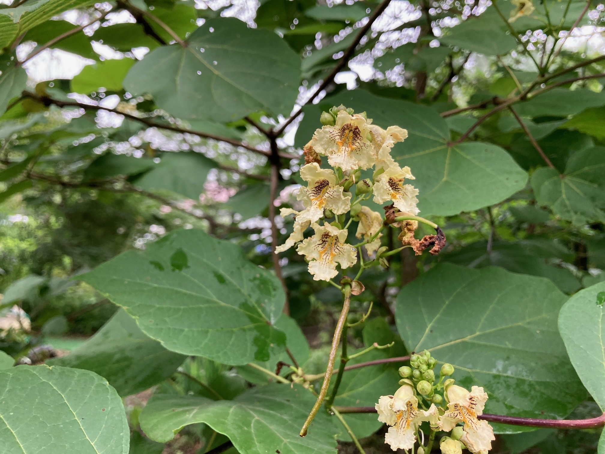キササゲの花の写真
