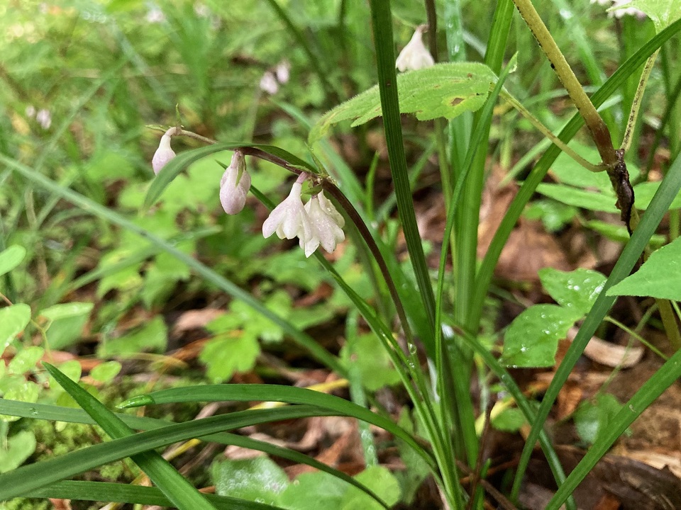 オオバジャノヒゲの花の写真