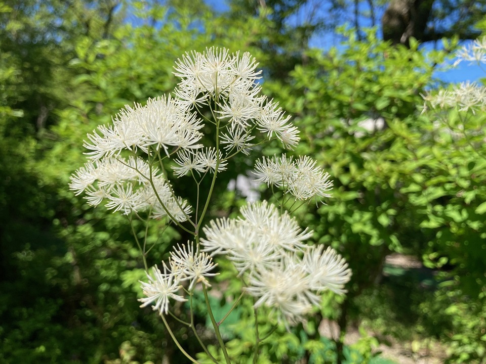 マンセンカラマツの花の写真