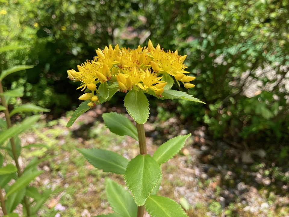 ホソバノキリンソウの花の写真