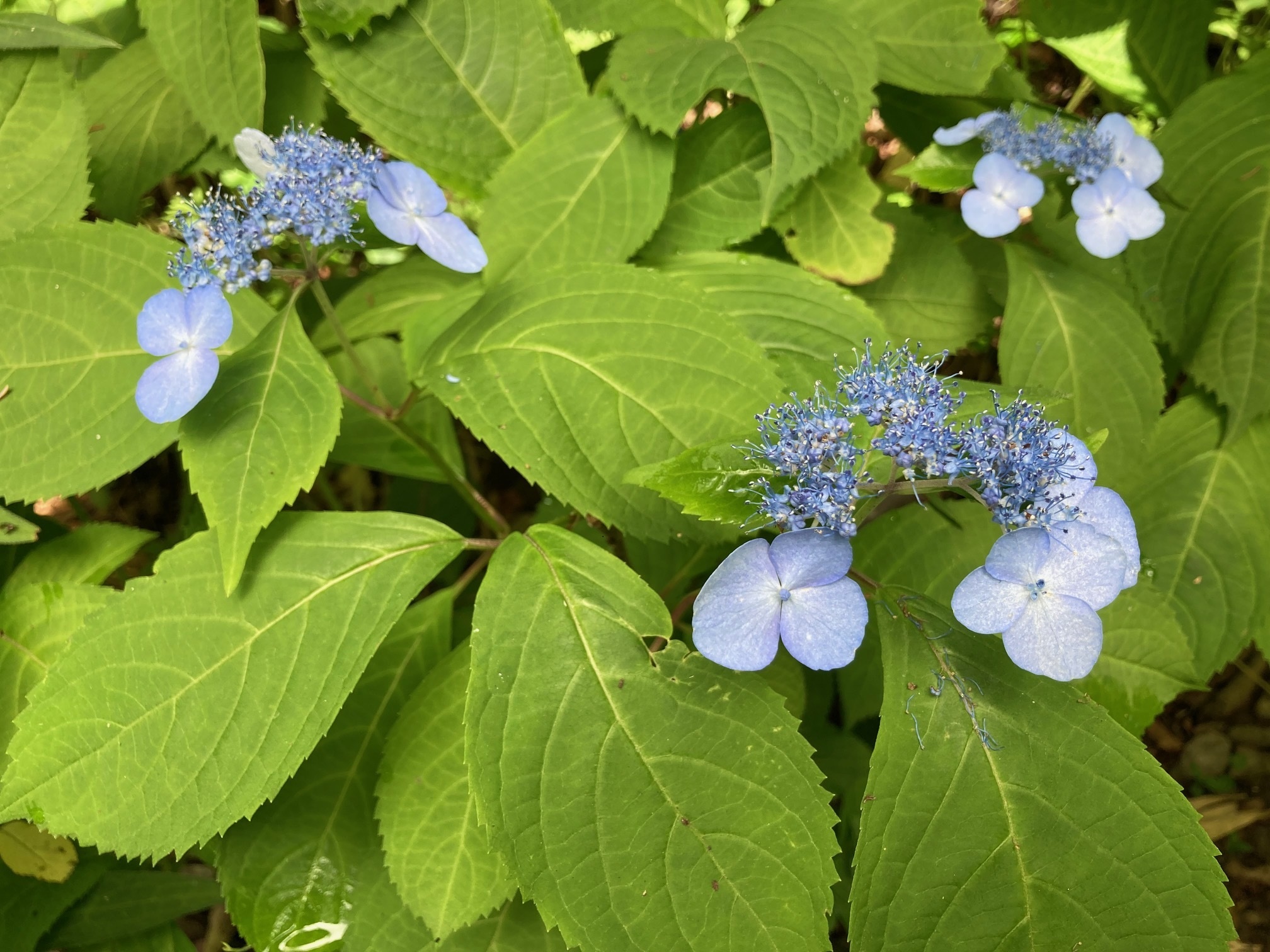 エゾアジサイの花の写真