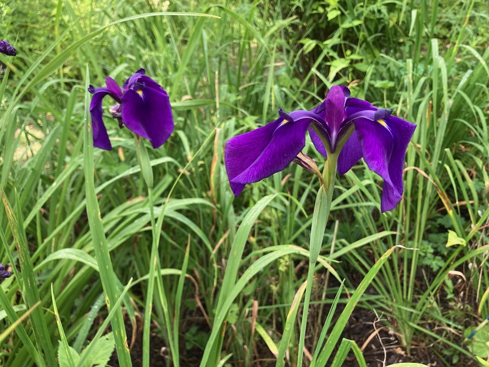 ノハナショウブの花の写真