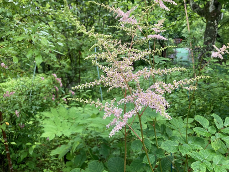 ウスベニトリアシショウマの花の写真