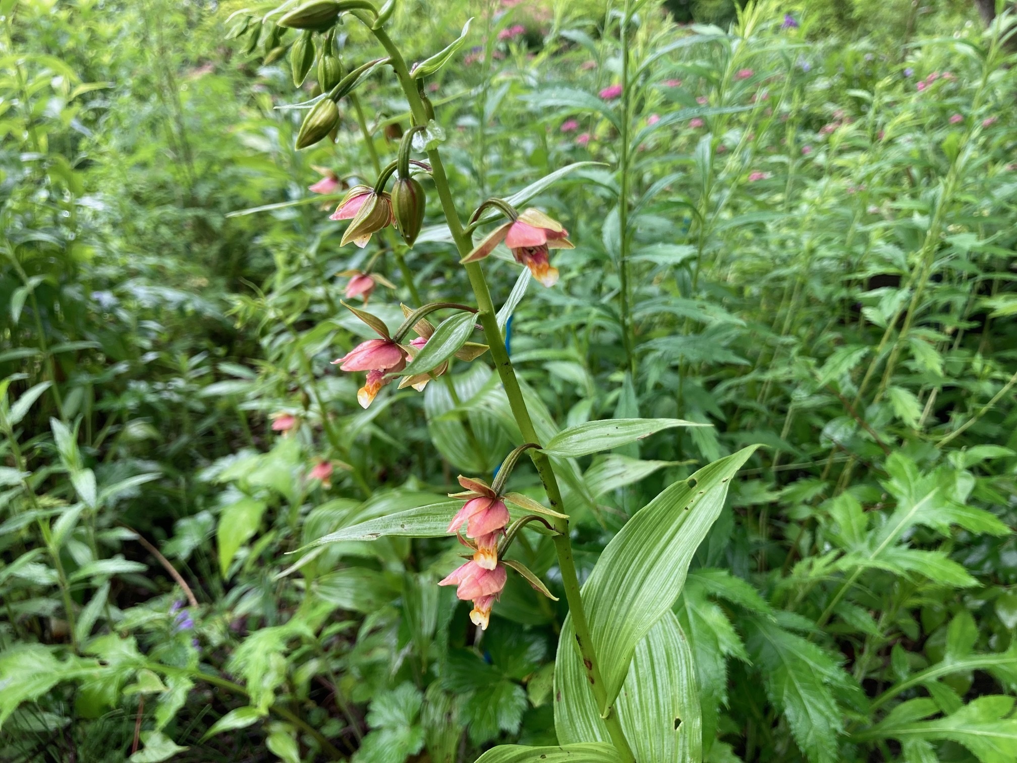 カキランの花の写真