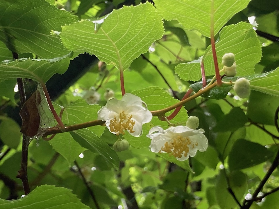 マタタビの花の写真