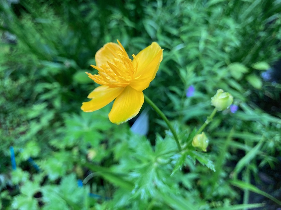 シナノキンバイソウの花の写真
