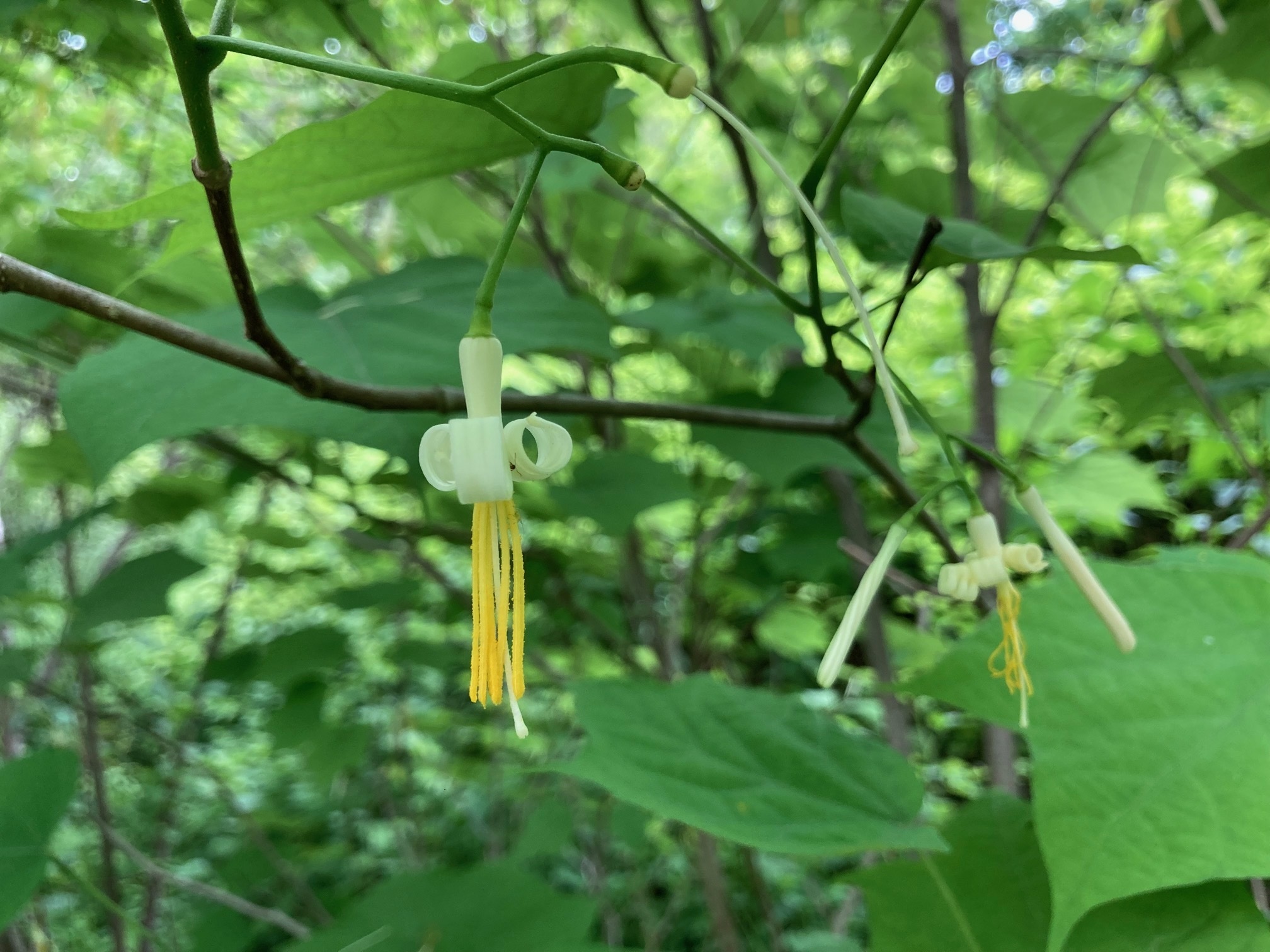 ウリノキの花の写真