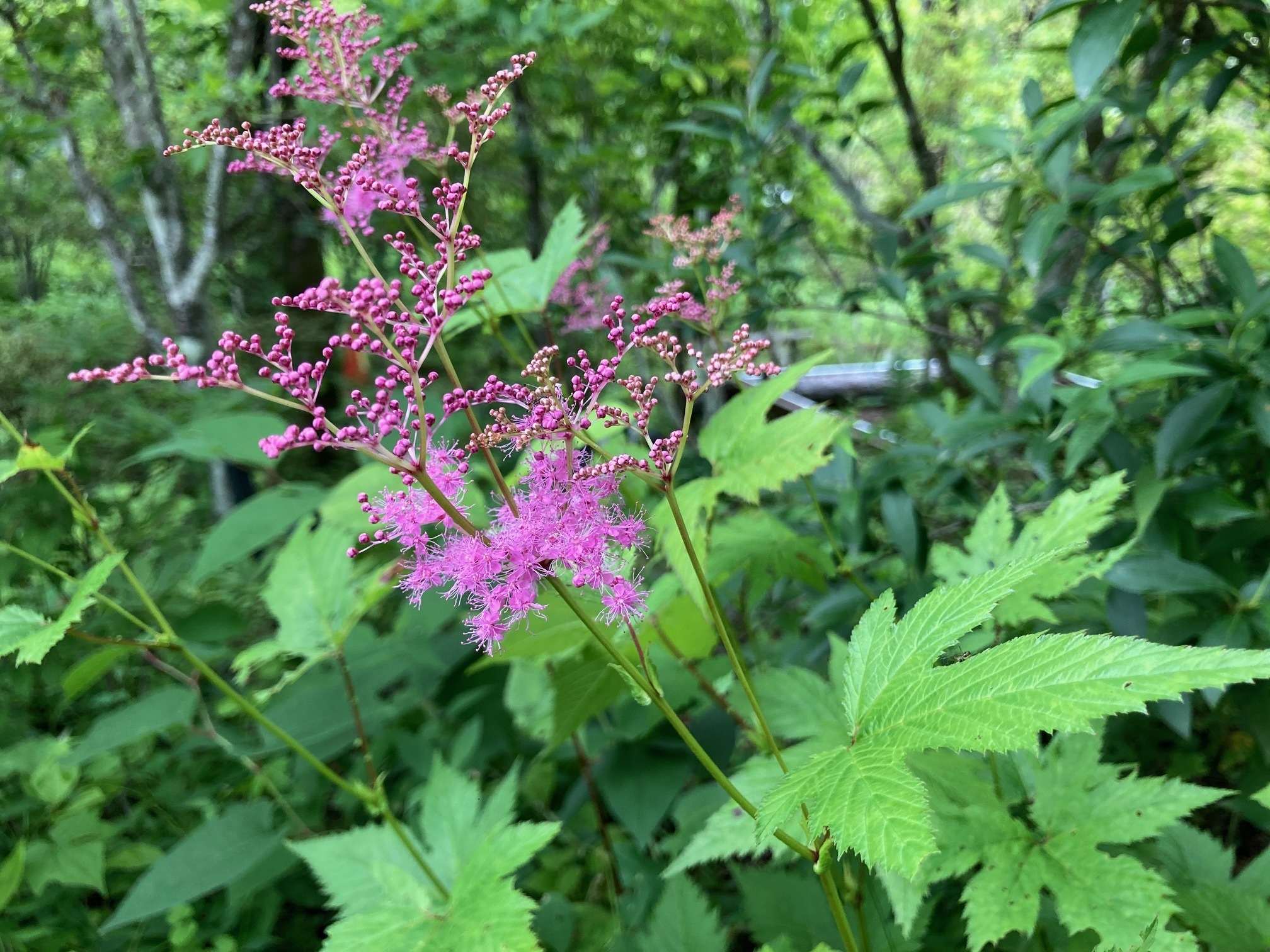 キョウガノコの花の写真