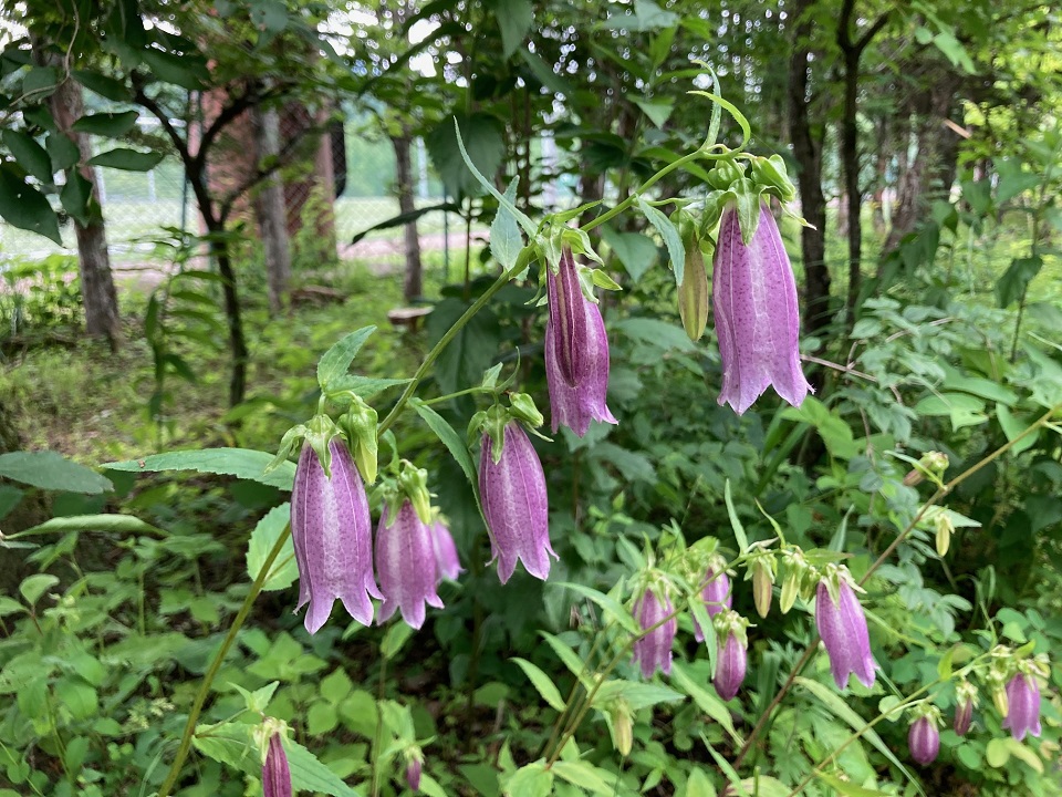 ヤマホタルブクロの花の写真