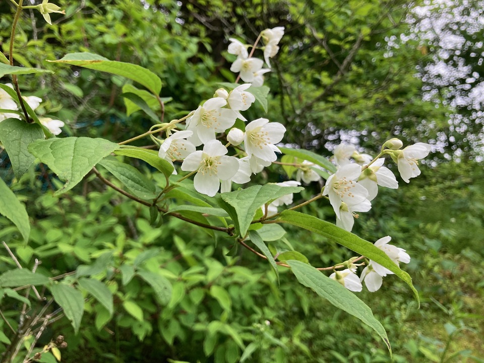 ニッコウバイカウツギの花の写真