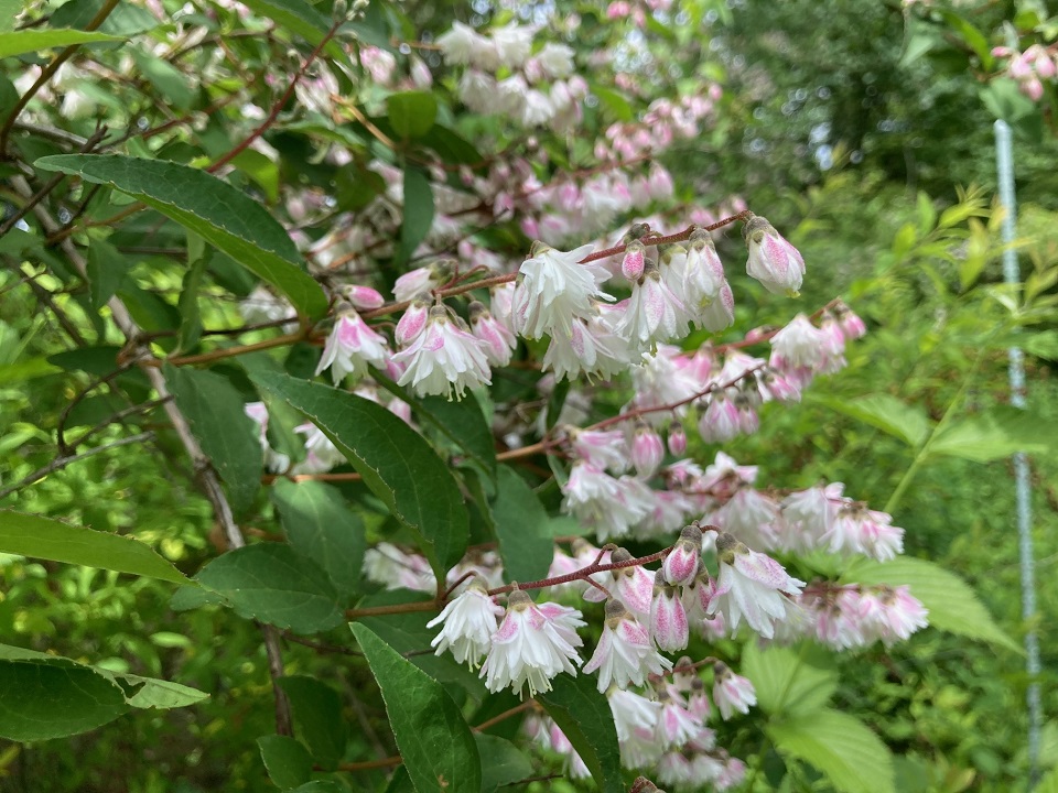 サラサウツギの花の写真
