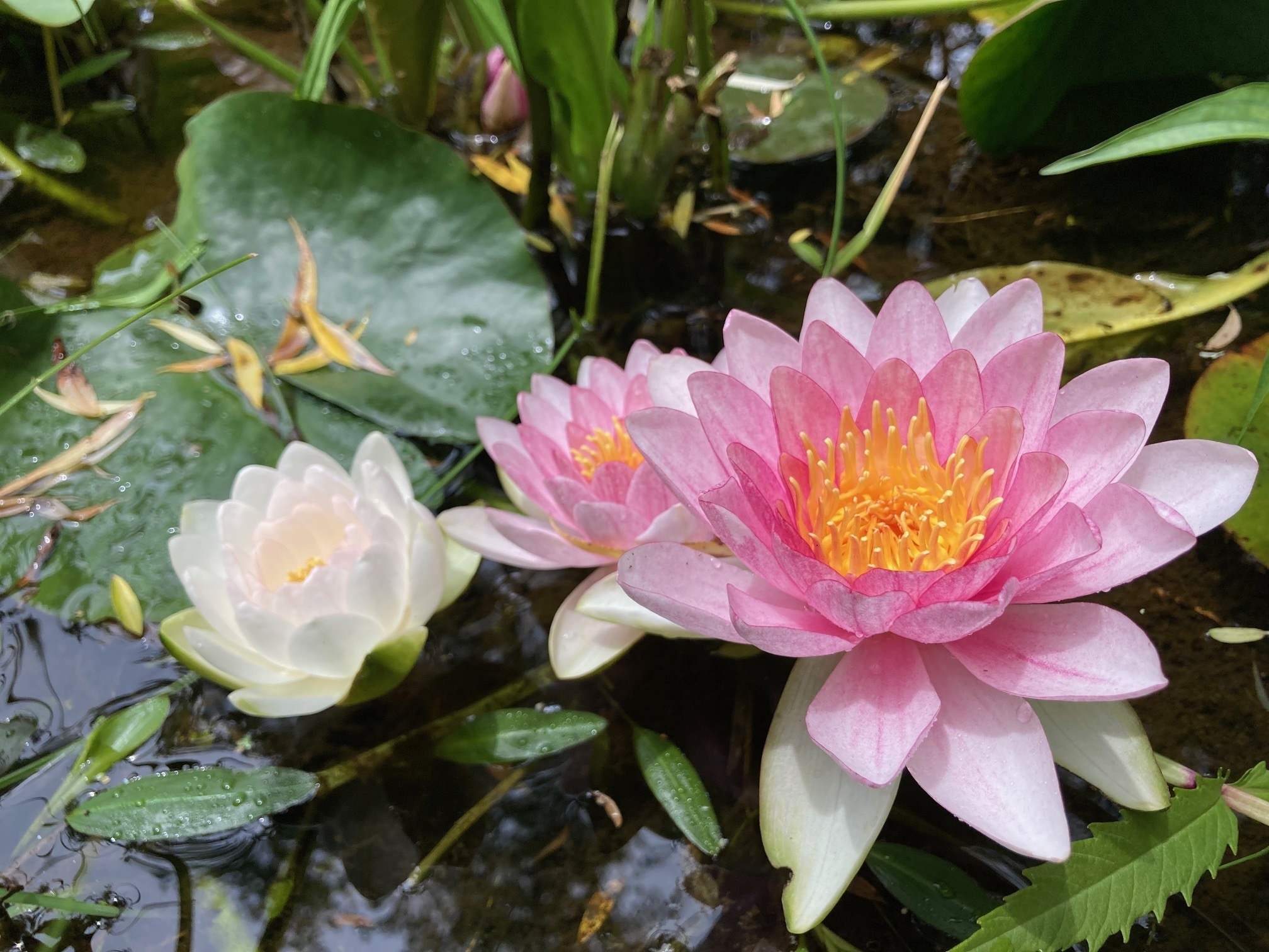 スイレンの花の写真