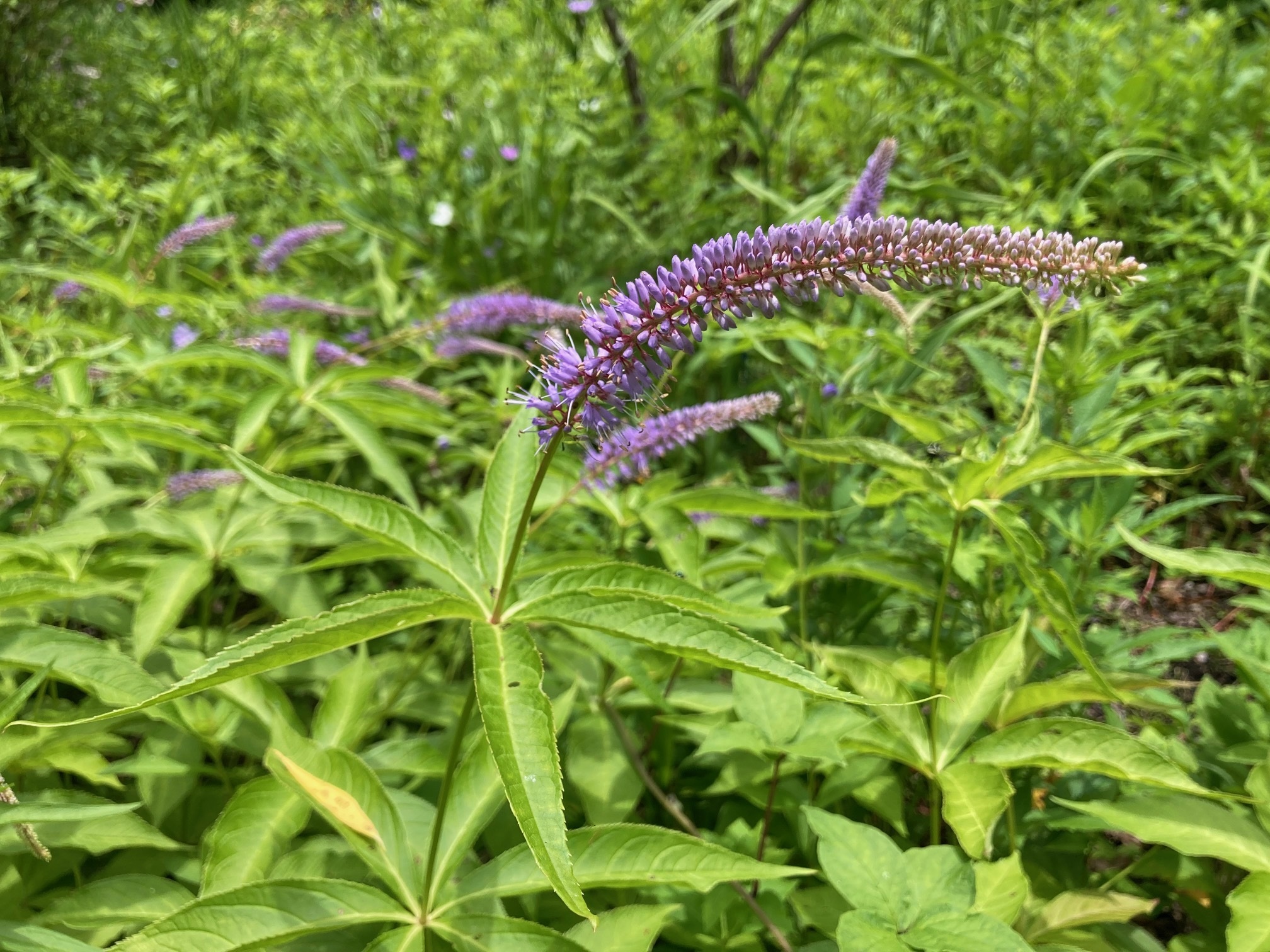 クガイソウの花の写真