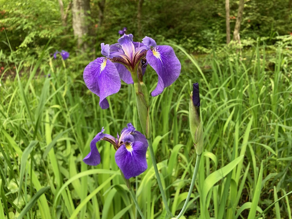 キリガミネヒオウギアヤメの花の写真
