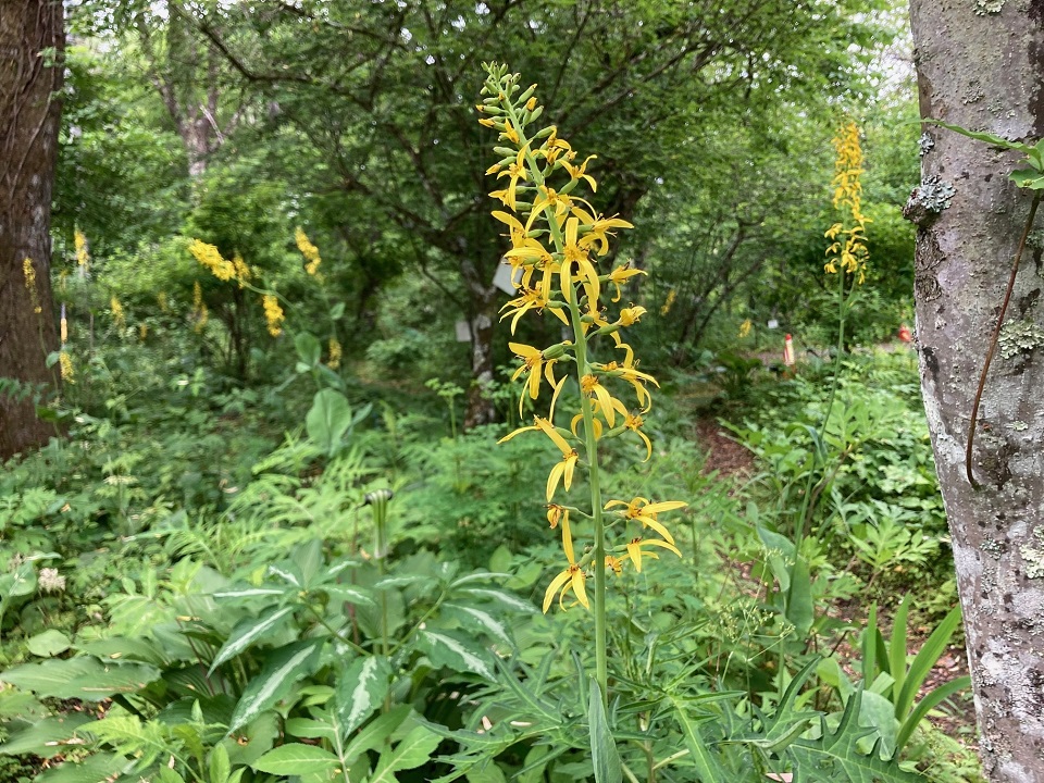 ヤマタバコの花の写真